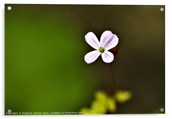 Enchanting Blossom Acrylic by Stephen Hamer