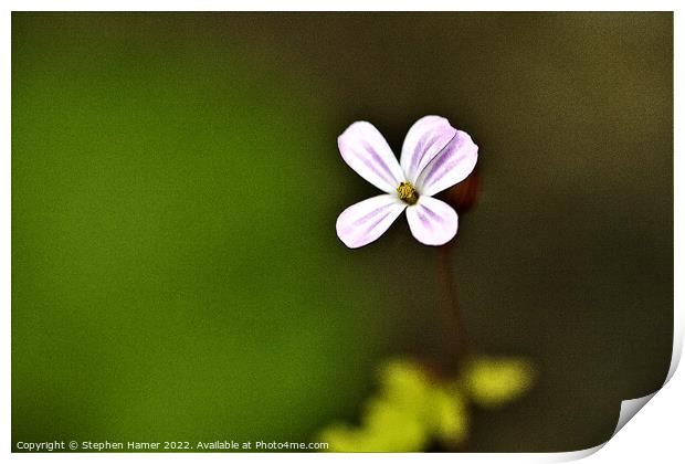 Enchanting Blossom Print by Stephen Hamer