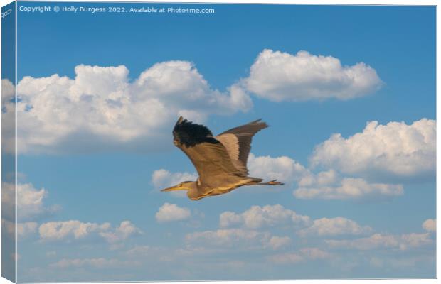Soaring Heron Graces the Sky Canvas Print by Holly Burgess