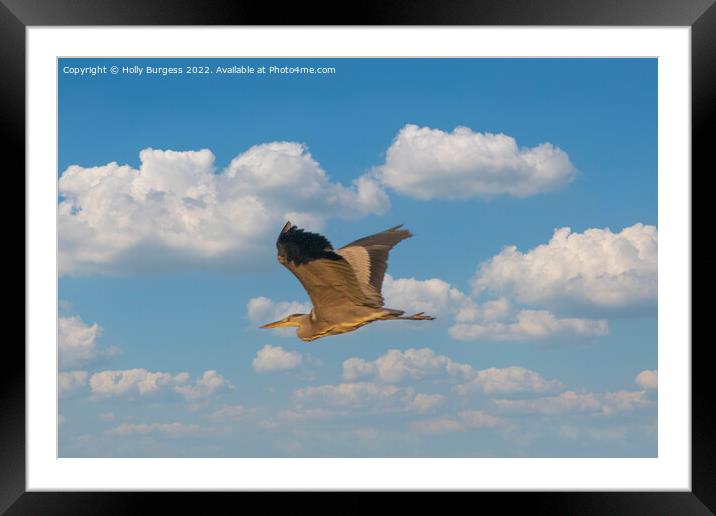 Soaring Heron Graces the Sky Framed Mounted Print by Holly Burgess