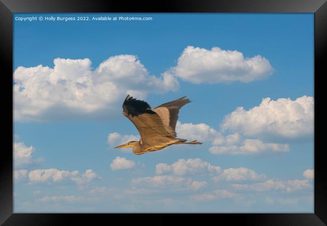 Soaring Heron Graces the Sky Framed Print by Holly Burgess