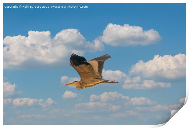 Soaring Heron Graces the Sky Print by Holly Burgess