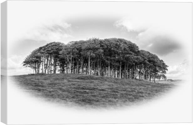 The Nearly Home trees monochrome Canvas Print by Diana Mower