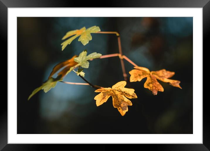 Autumn Leaves Framed Mounted Print by Mark Jones
