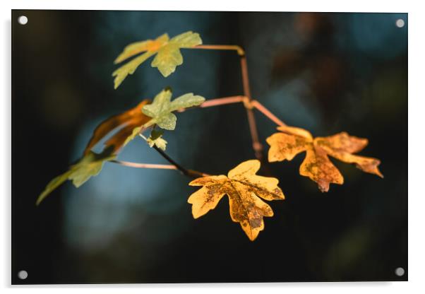 Autumn Leaves Acrylic by Mark Jones