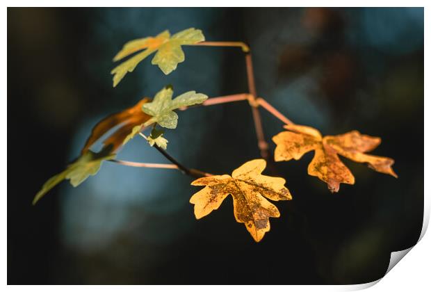 Autumn Leaves Print by Mark Jones