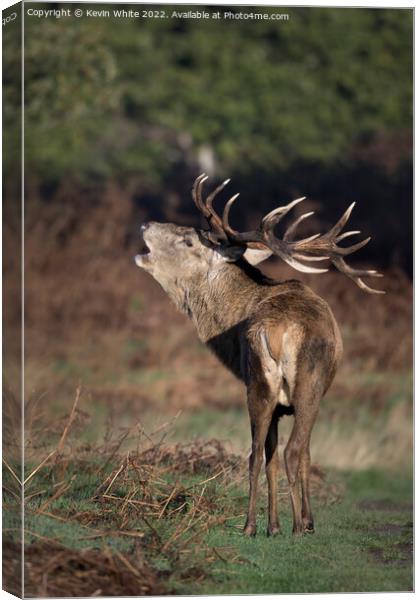 What big antlers I have Canvas Print by Kevin White