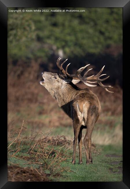 What big antlers I have Framed Print by Kevin White
