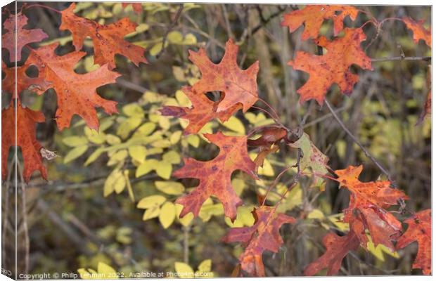 Yellowstone Lake Fall colors (62A) Canvas Print by Philip Lehman