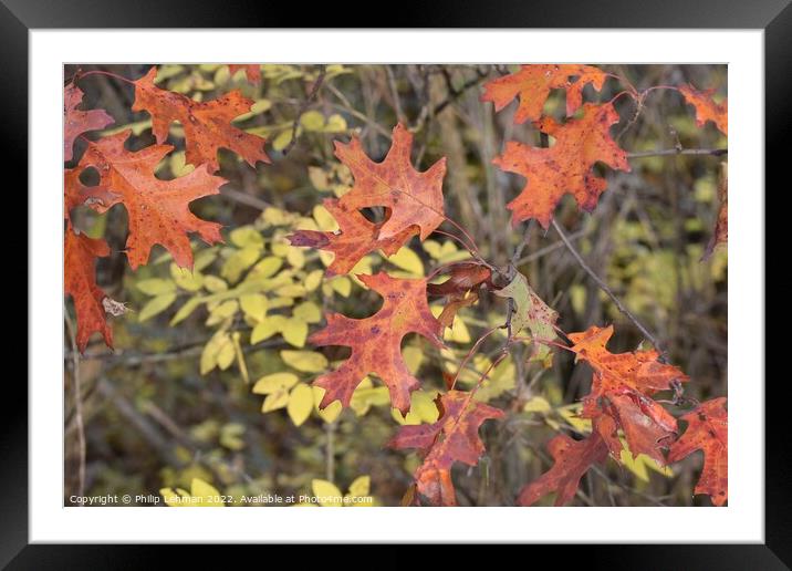 Yellowstone Lake Fall colors (62A) Framed Mounted Print by Philip Lehman