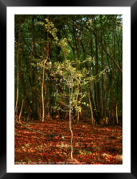 Sunlit tree Framed Mounted Print by Simon Johnson