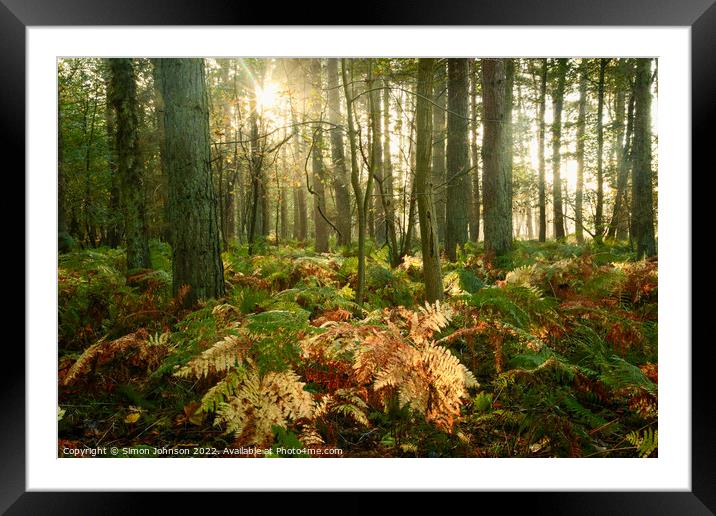 Woodland Sunlight  Framed Mounted Print by Simon Johnson