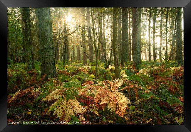 Woodland Sunlight  Framed Print by Simon Johnson