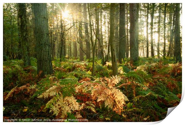 Woodland Sunlight  Print by Simon Johnson