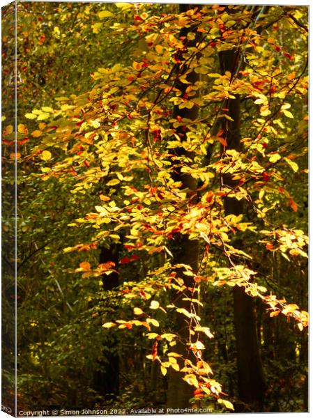 sunlit Autumn Leaves  Canvas Print by Simon Johnson