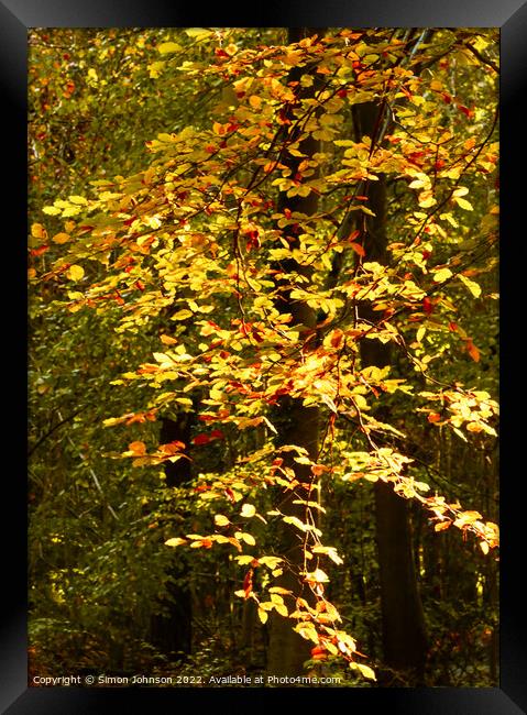 sunlit Autumn Leaves  Framed Print by Simon Johnson