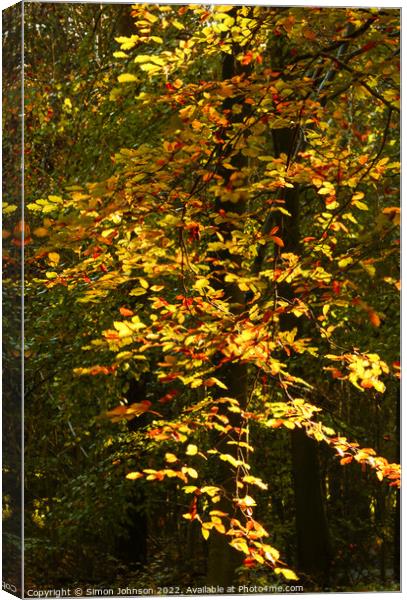 Sunlit Autumn Leaves Canvas Print by Simon Johnson