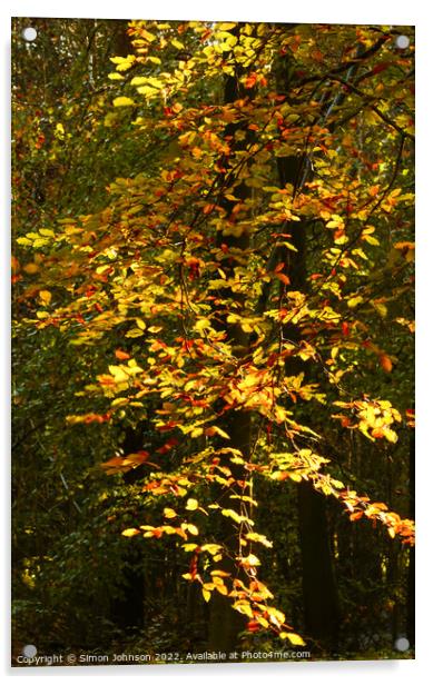 Sunlit Autumn Leaves Acrylic by Simon Johnson