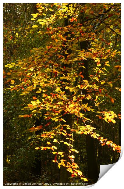 Sunlit Autumn Leaves Print by Simon Johnson