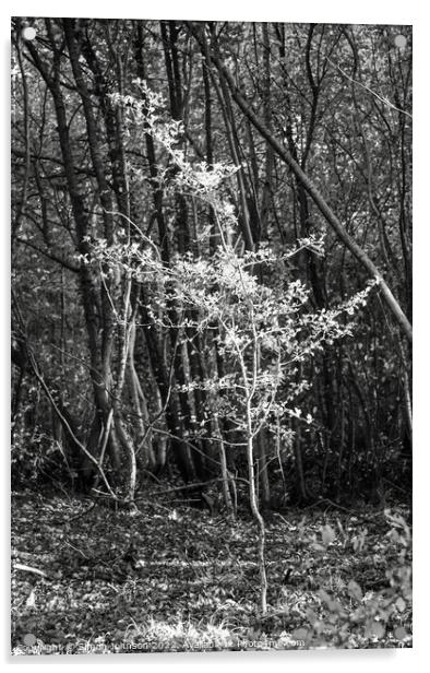 Sunlit tree in Monochrome  Acrylic by Simon Johnson