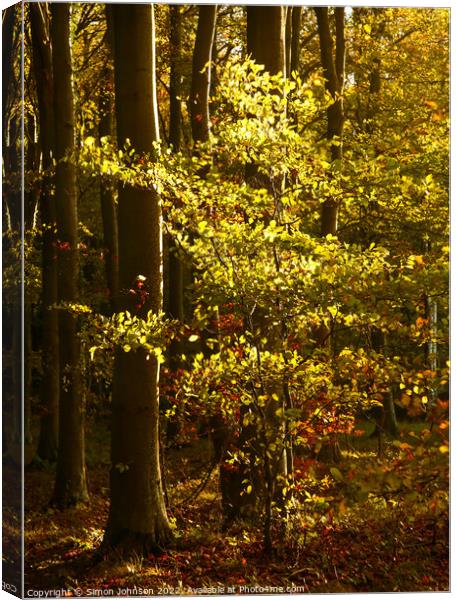 Sunlit Aiitumn Leaves Canvas Print by Simon Johnson