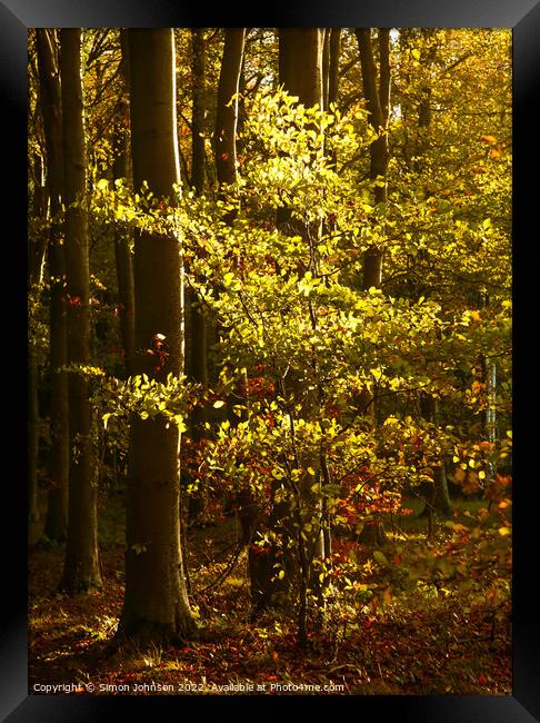 Sunlit Aiitumn Leaves Framed Print by Simon Johnson