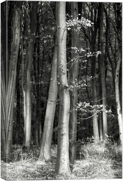 woodland monochrome  Canvas Print by Simon Johnson