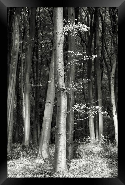 woodland monochrome  Framed Print by Simon Johnson