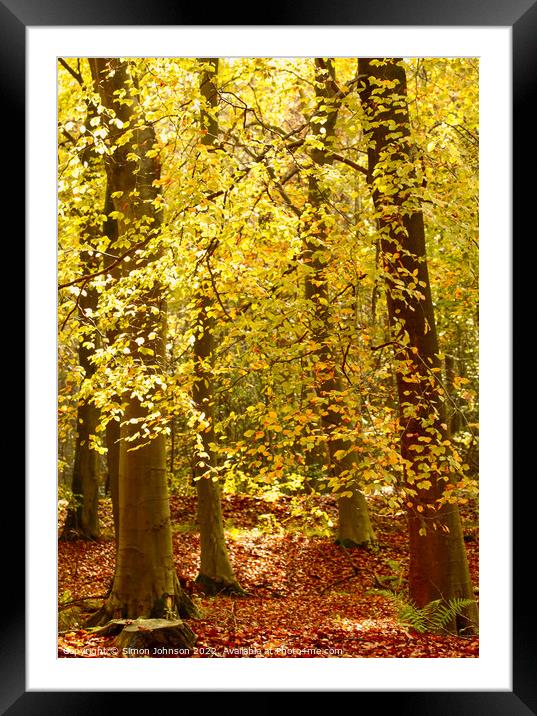sunlit autumn leaves Framed Mounted Print by Simon Johnson