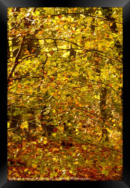 sunlit woodland  Framed Print by Simon Johnson