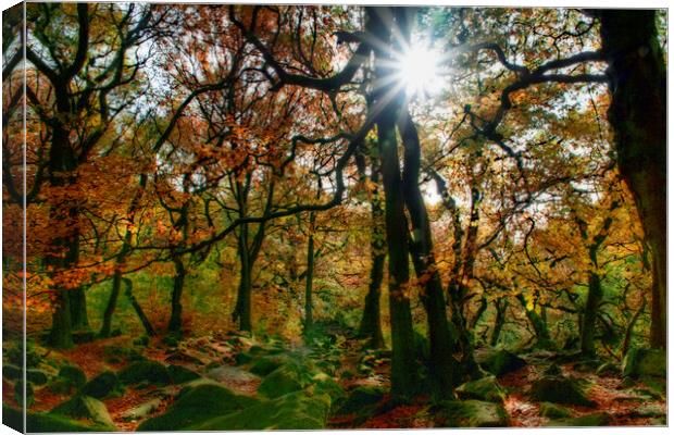 Padley Gorge Starburst Sun Canvas Print by Alison Chambers