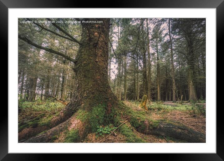 Deanclough Wood, Lancashire Framed Mounted Print by Shafiq Khan
