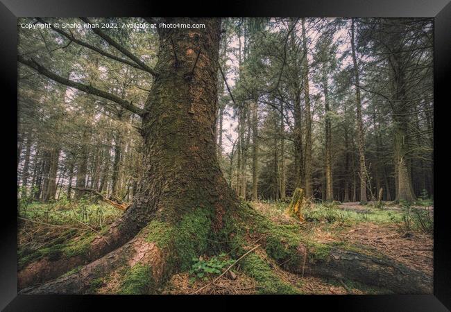 Deanclough Wood, Lancashire Framed Print by Shafiq Khan