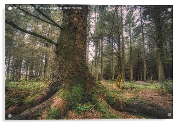 Deanclough Wood, Lancashire Acrylic by Shafiq Khan