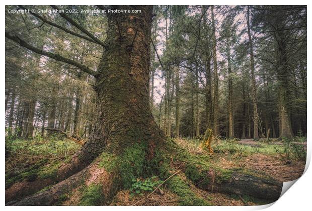 Deanclough Wood, Lancashire Print by Shafiq Khan