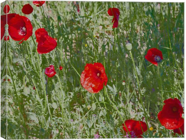Poppies in Spain Canvas Print by Joyce Storey