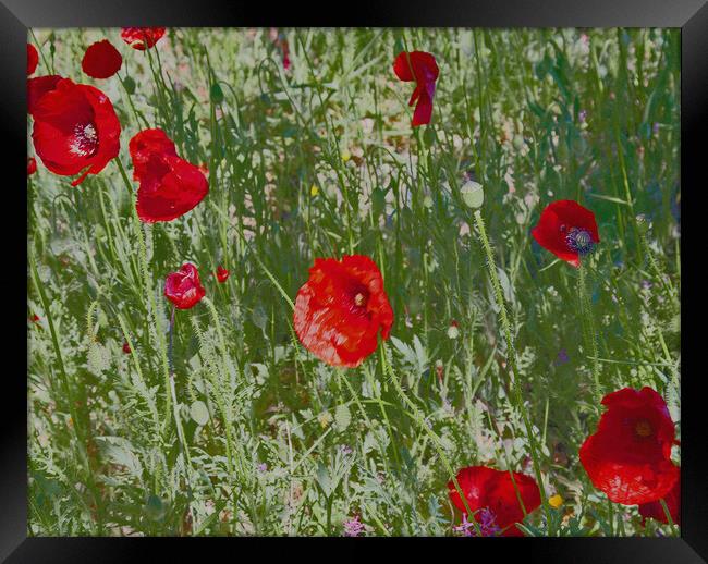 Poppies in Spain Framed Print by Joyce Storey