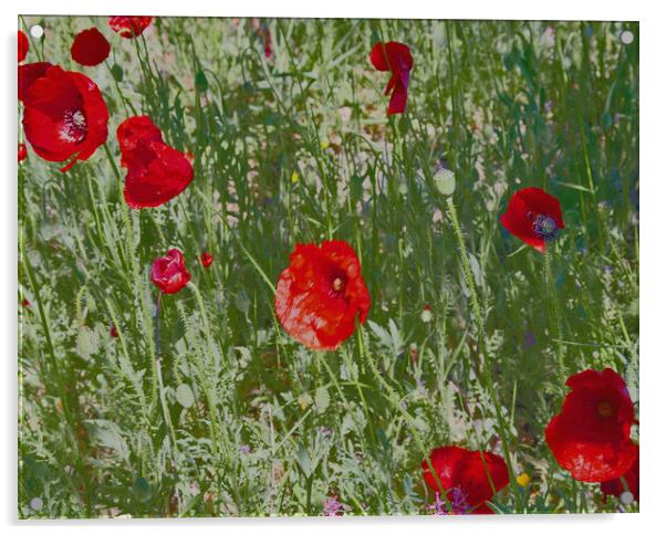 Poppies in Spain Acrylic by Joyce Storey