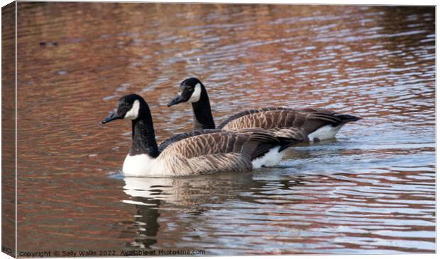 Pair of Canada geese in spring Canvas Print by Sally Wallis