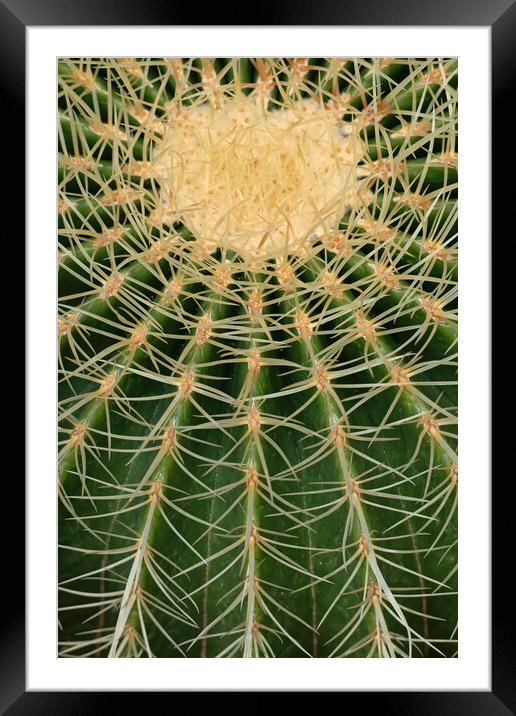 Barrel Cactus Abstract Batural Background Framed Mounted Print by Artur Bogacki