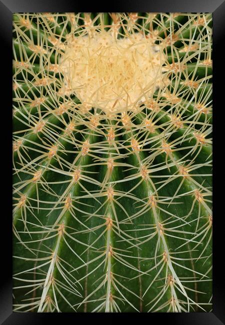 Barrel Cactus Abstract Batural Background Framed Print by Artur Bogacki