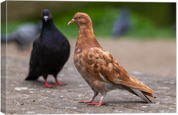 Ginger Feral Pigeon Canvas Print by Artur Bogacki