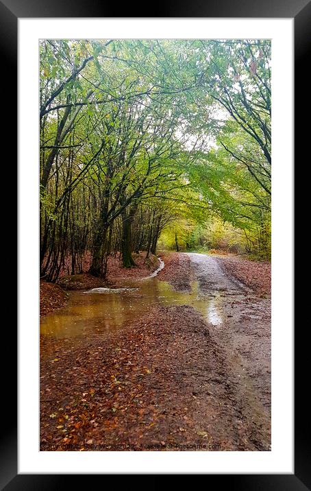 Flooded woodland trail Framed Mounted Print by Sally Wallis