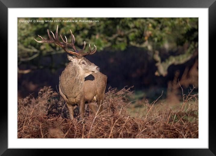 Another proud stag  Framed Mounted Print by Kevin White