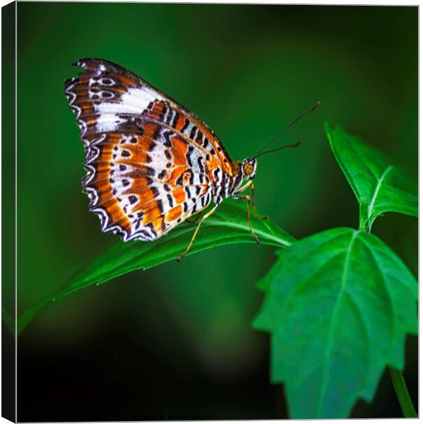 Striped Brown and White Butterfly with Green Leave Canvas Print by Maggie Bajada