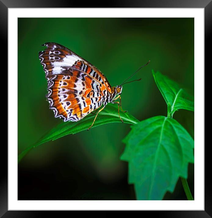 Striped Brown and White Butterfly with Green Leave Framed Mounted Print by Maggie Bajada