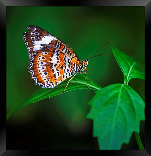 Striped Brown and White Butterfly with Green Leave Framed Print by Maggie Bajada