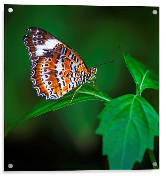 Striped Brown and White Butterfly with Green Leave Acrylic by Maggie Bajada