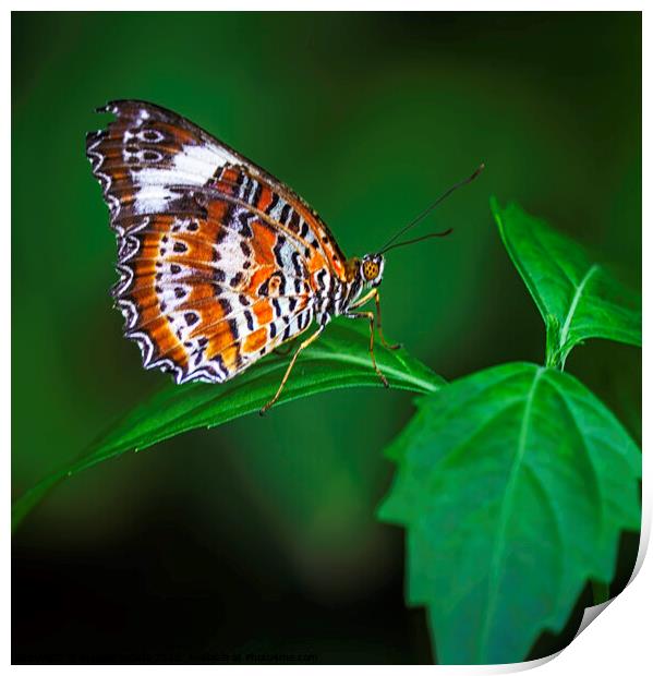 Striped Brown and White Butterfly with Green Leave Print by Maggie Bajada