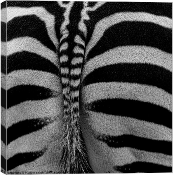 Monochrome of Zebra backside  Canvas Print by Maggie Bajada